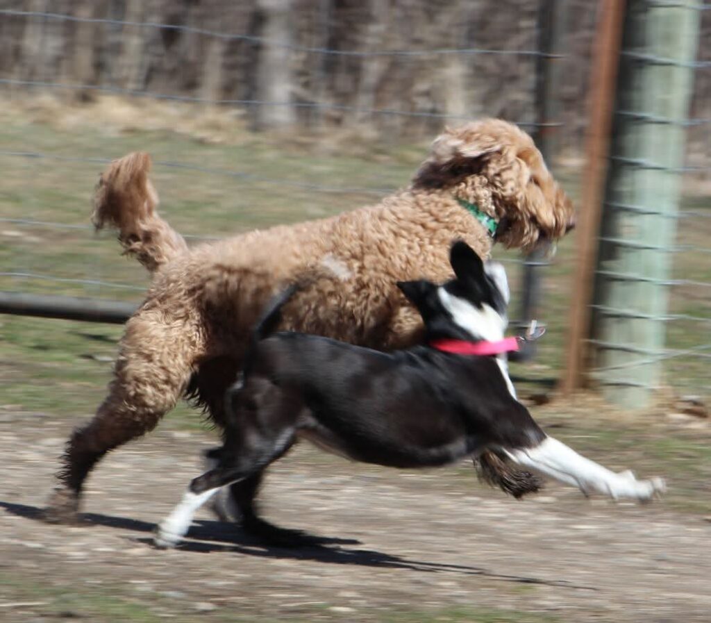 Apartment dog enrichment activities Kampala Uganda