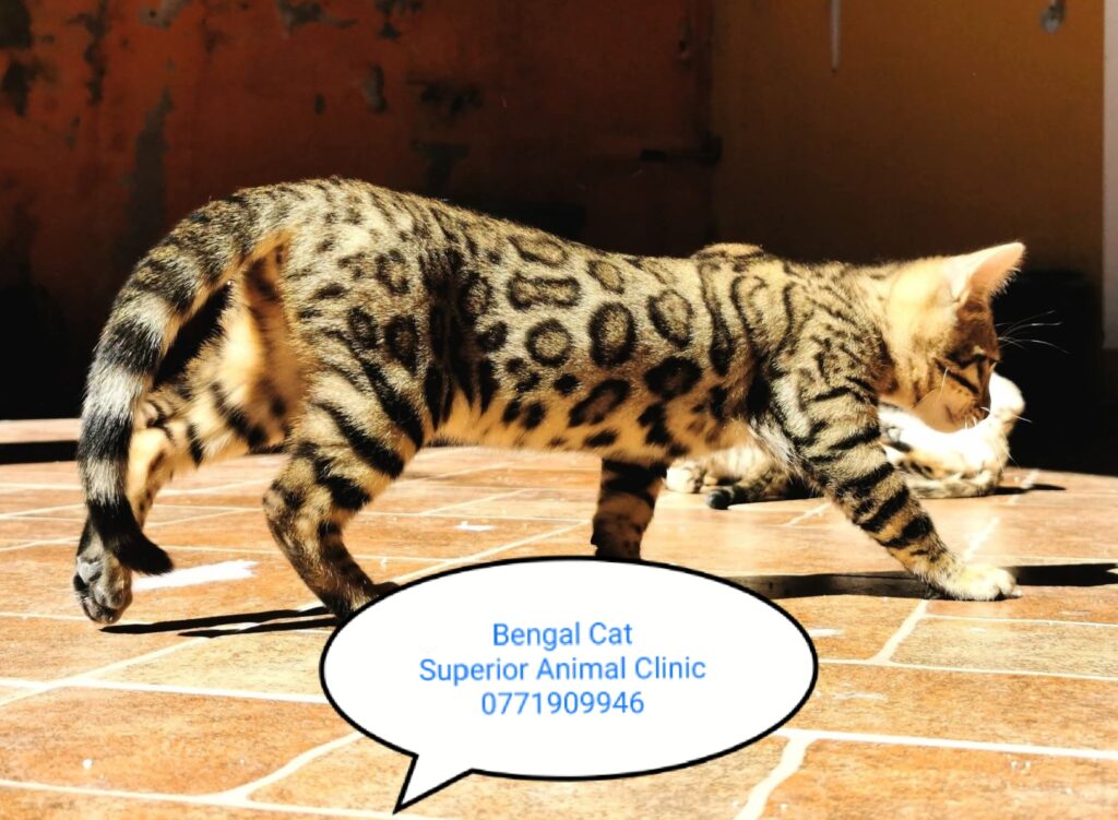 Bengal cat in Uganda at Superior Animal Clinic