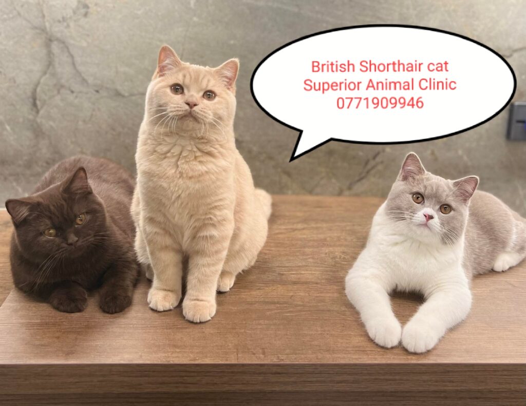 British Shorthair cat in Uganda at Superior Animal Clinic