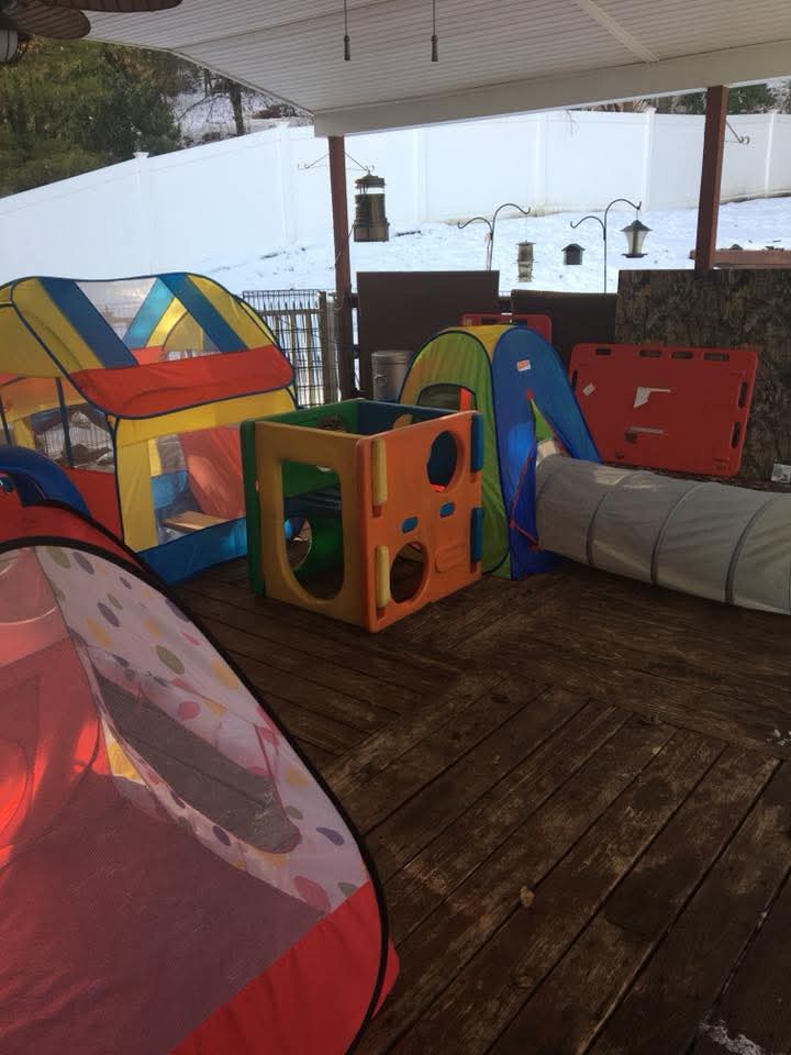 DIY dog obstacle course using household items Kampala