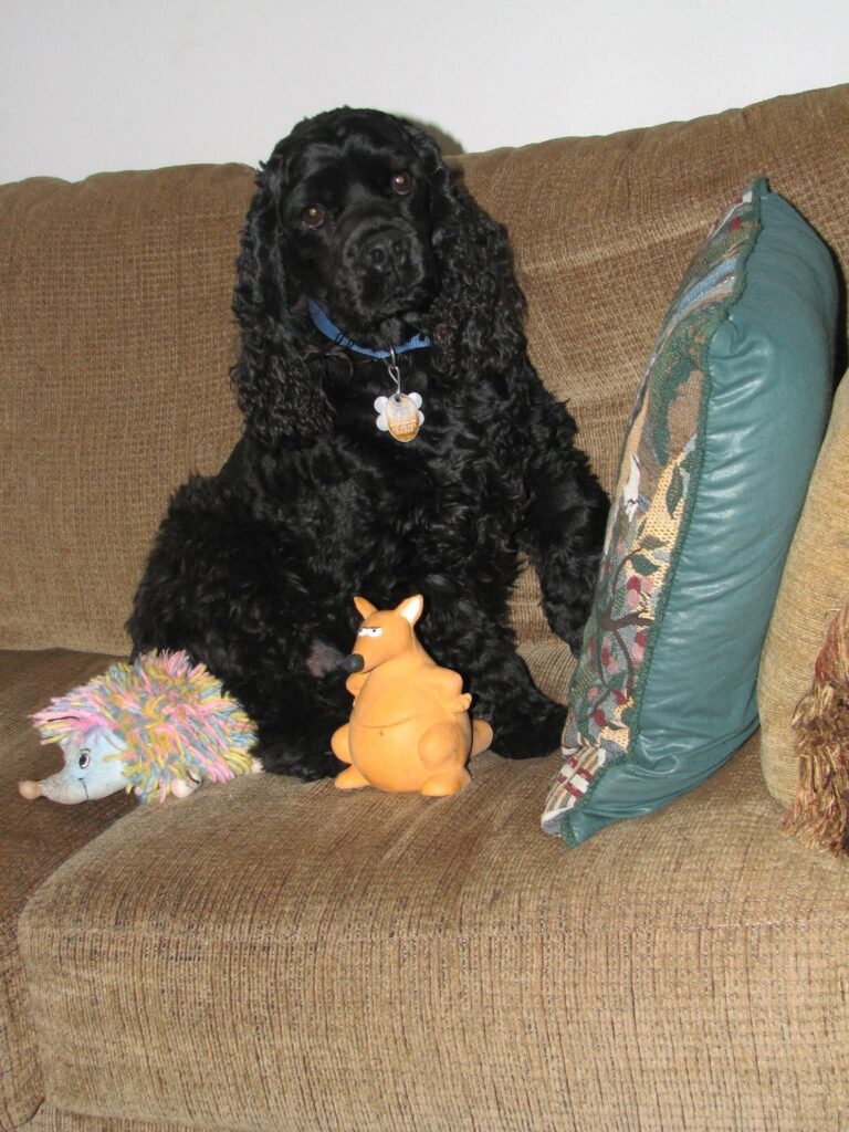 Hide and seek treat game for dogs in Kampala home