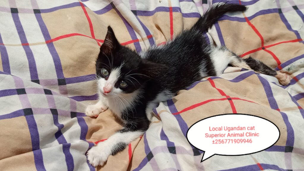 Local Uganda cat at Superior Animal Clinic