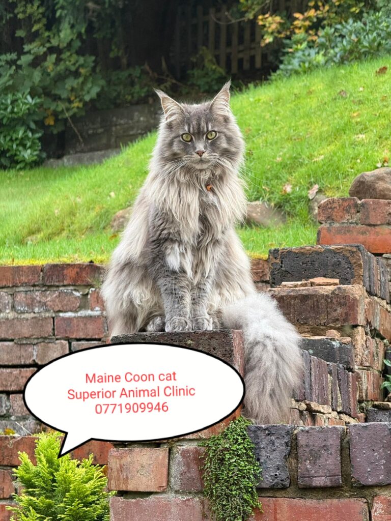 Maine Coon in Uganda at Superior Animal Clinic