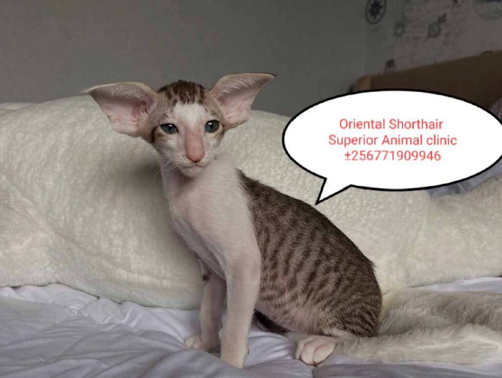 Oriental Shorthair cat in Uganda at Superior Animal Clinic