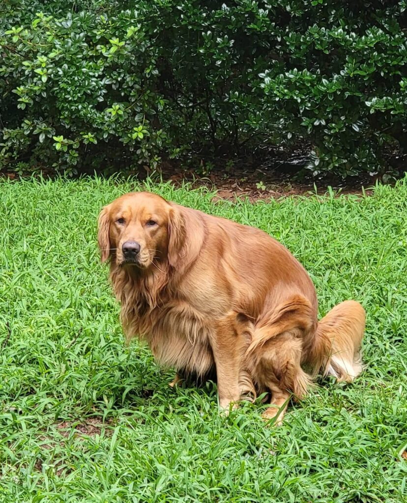 Puppy learning to use artificial grass toilet area in Kampala