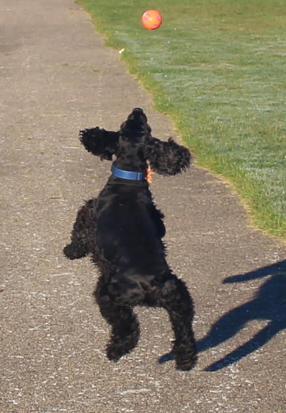 Puzzle toy mental enrichment for dogs in Kampala Uganda