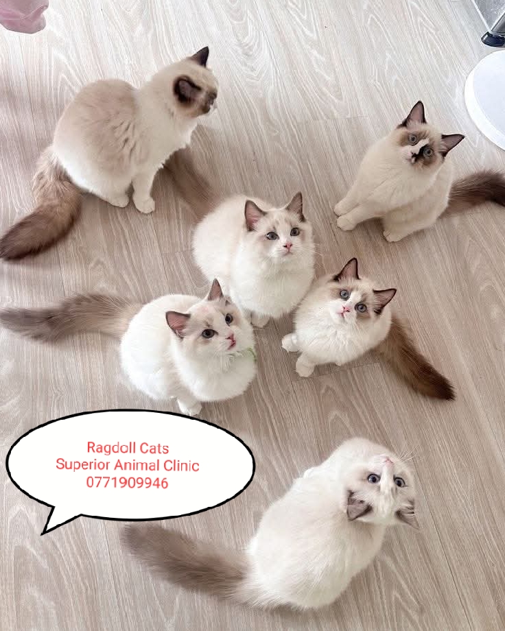 Ragdoll cat in Uganda at Superior Animal Clinic
