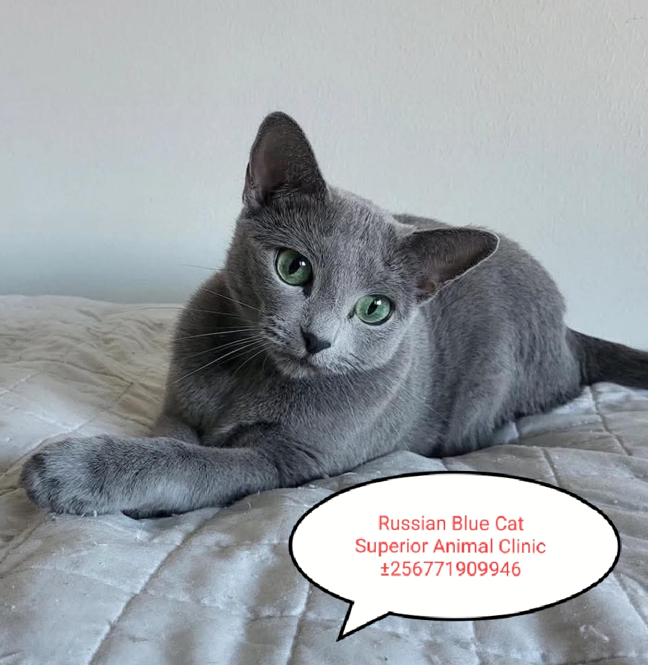 Russian Blue Cat in Uganda at Superior Animal Clinic