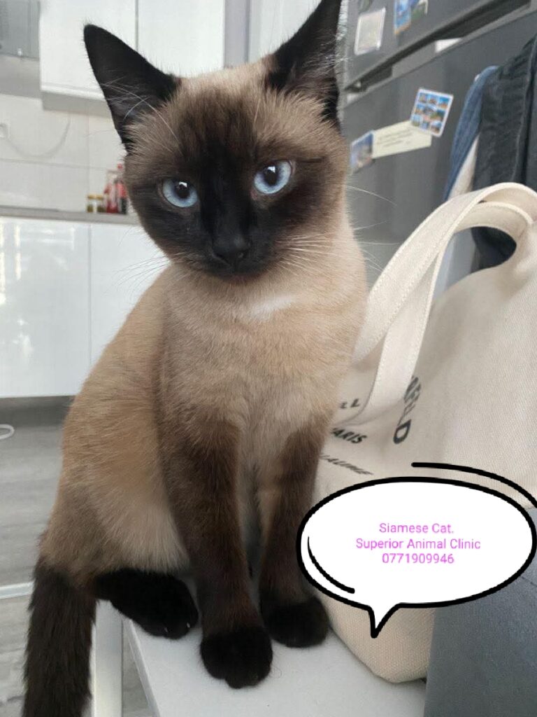 Siamese Cat in Uganda at Superior Animal Clinic