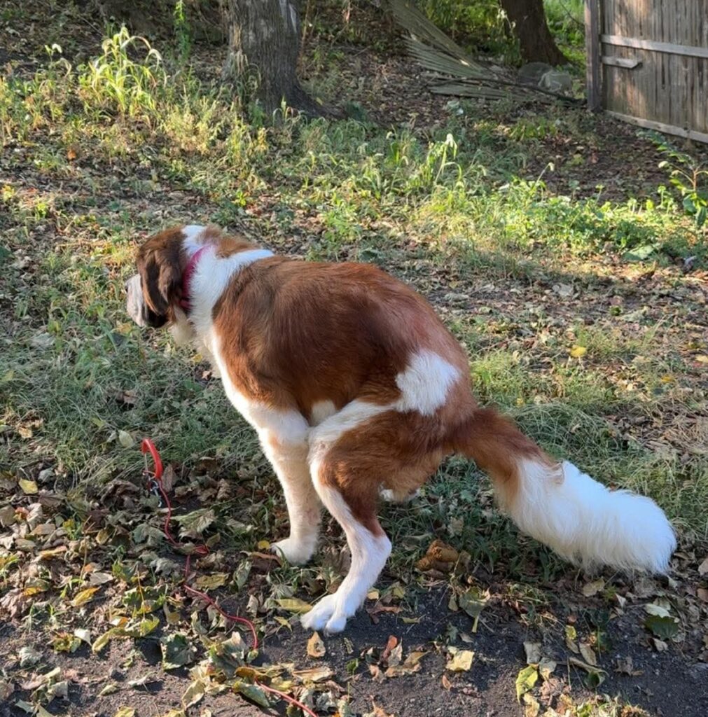Small Ugandan home toilet training setup for puppies