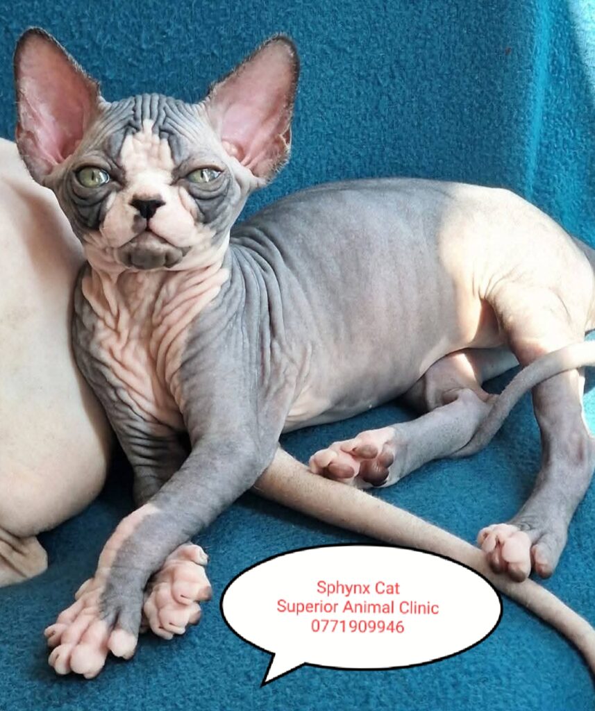 Sphynx cat in Uganda at Superior Animal Clinic