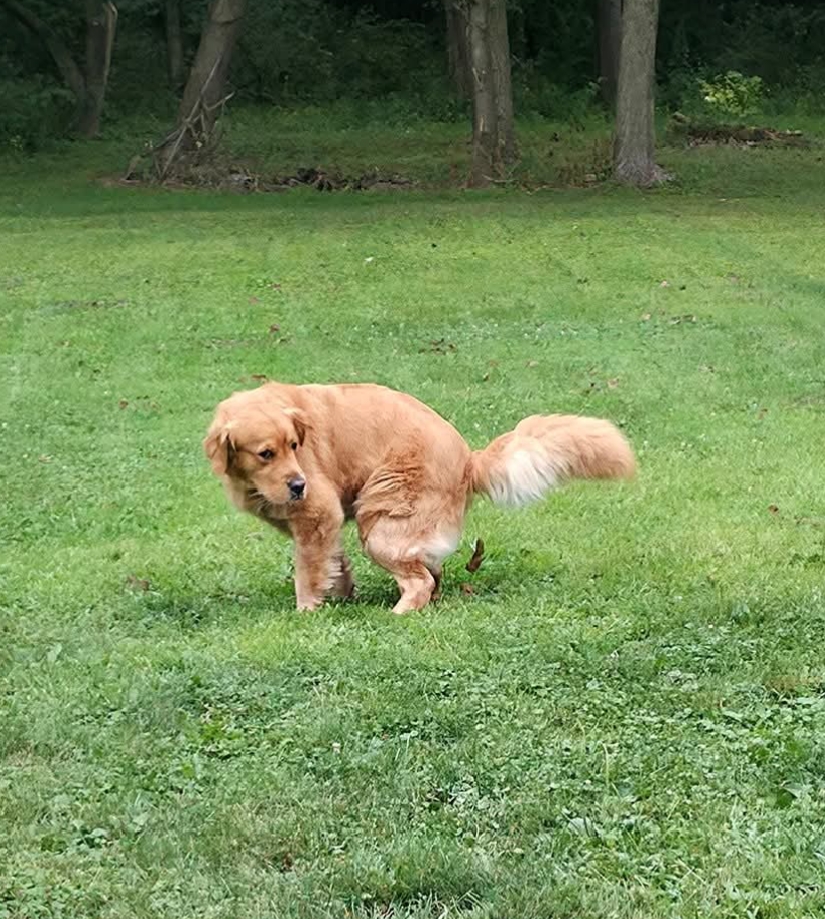 Superior Animal Clinic veterinarian giving puppy behavior tips