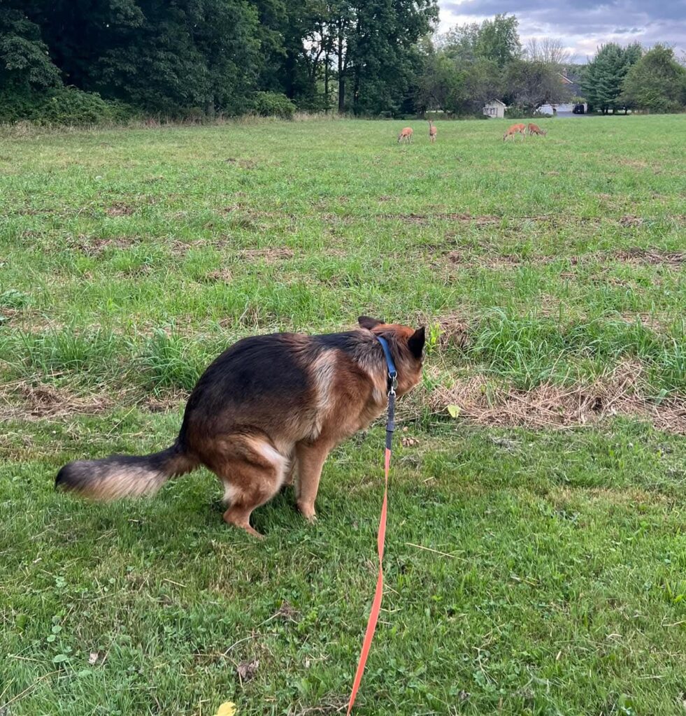 Toilet training routine for puppies at Superior Animal Clinic