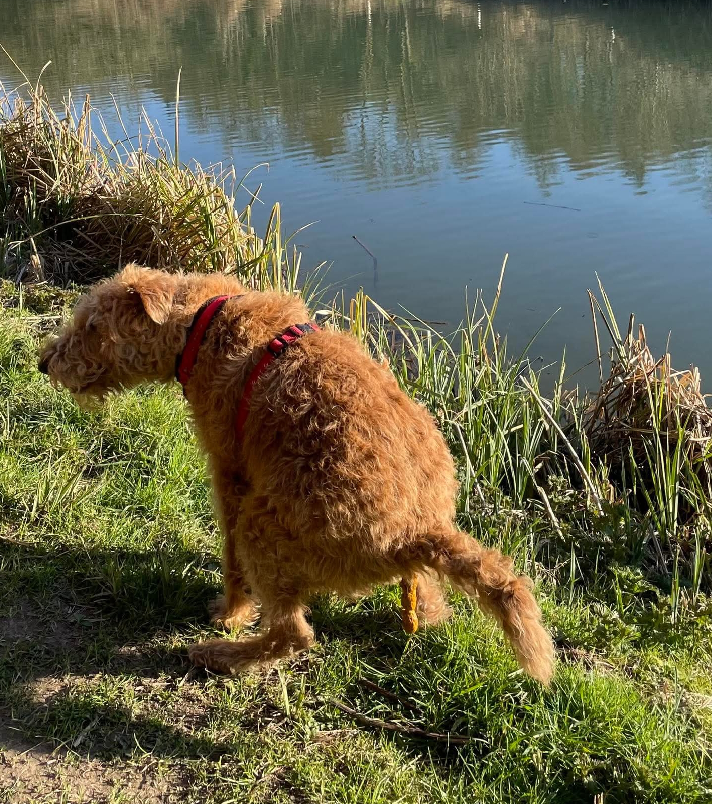 Ugandan puppy being toilet trained at Superior Animal Clinic Makindye