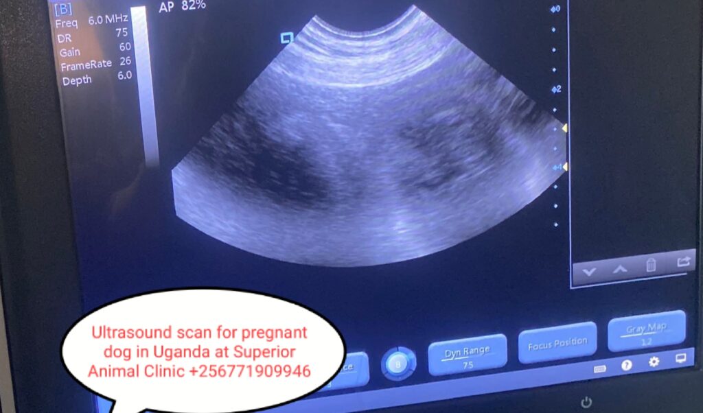 Ultrsound scan for a pregnant dog in Kampala Uganda at Superior Animal Clinc
