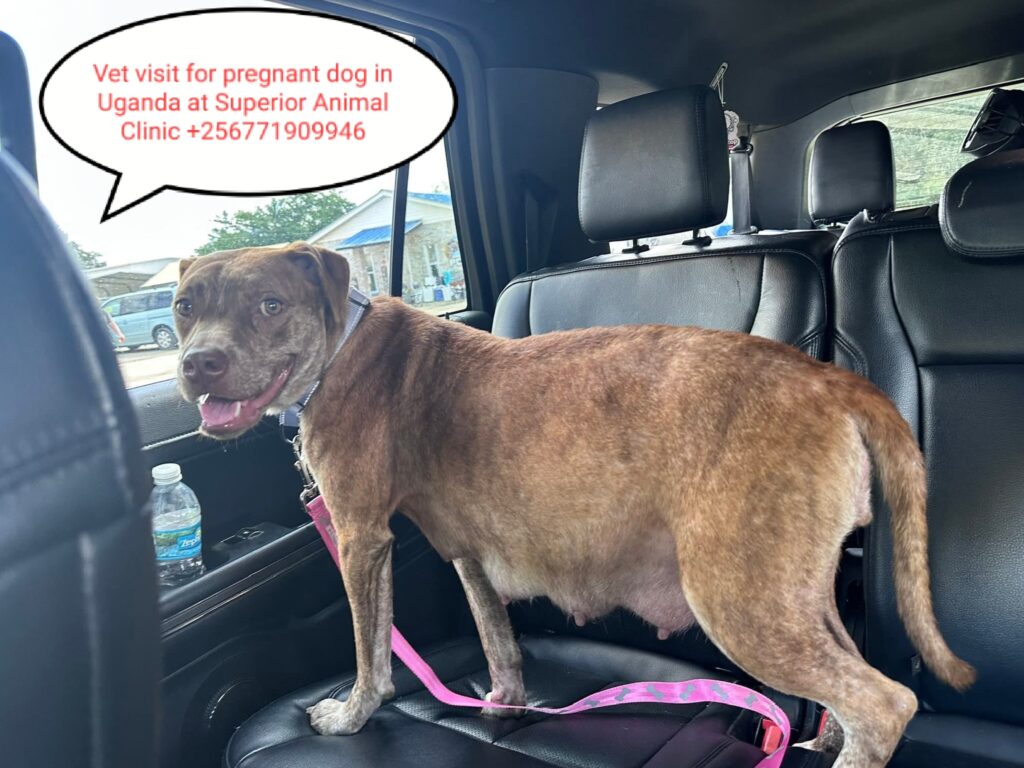 Vet visit for a pregnant dog in Kampala Uganda at Superior Animal Clinc