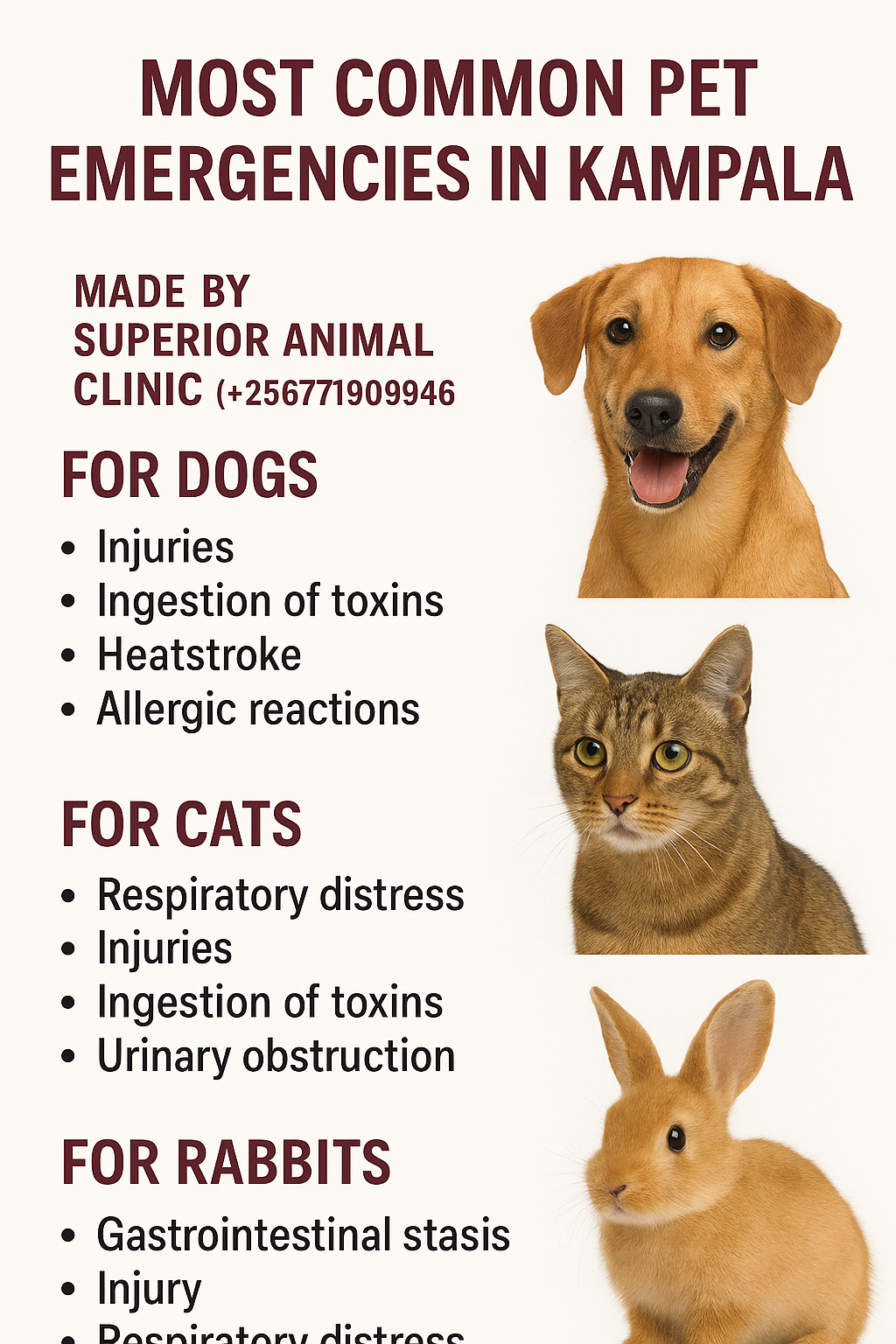 common dog, cat, and rabbit emergencies in Kampala, made by Superior Animal Clinic.