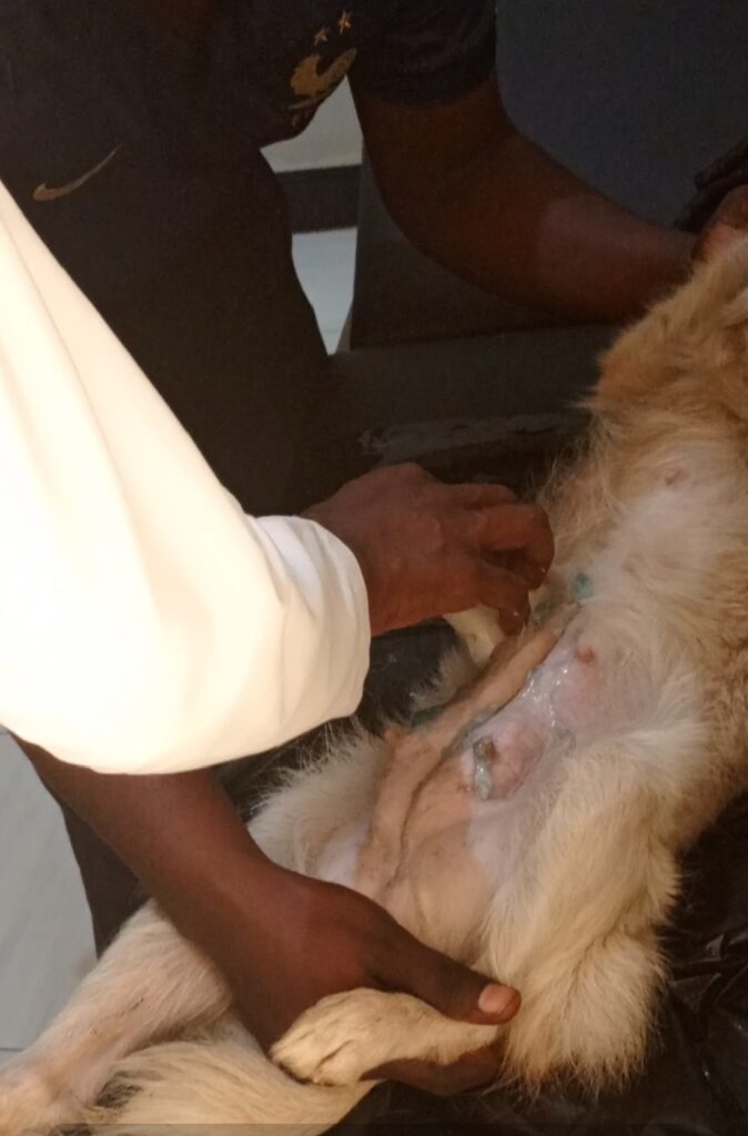Best vet for pet ultrasound in Uganda Dr Ssonko Ronald