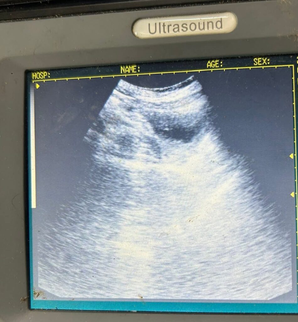 Cat pregnancy ultrasound scan at Superior Animal Clinic Kampala