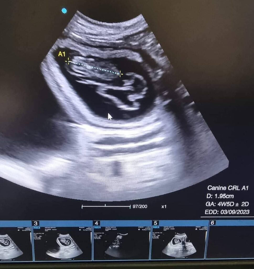 Dog abdominal ultrasound in Makindye Salaama Road Kampala