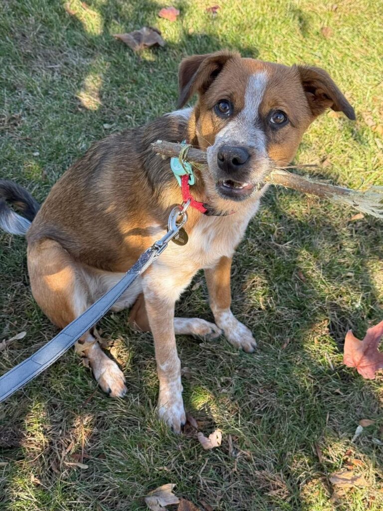 Dog obedience training in Makindye and surrounding Kampala areas