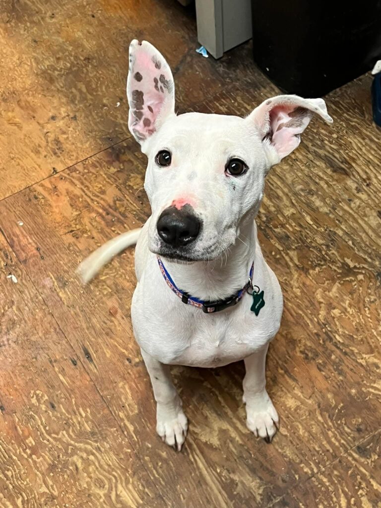 Puppy training guidance in Kampala at Superior Animal Clinic vet hospital