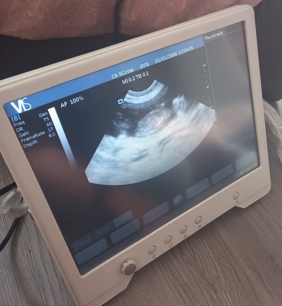 Veterinary ultrasound exam for pets in Kampala
