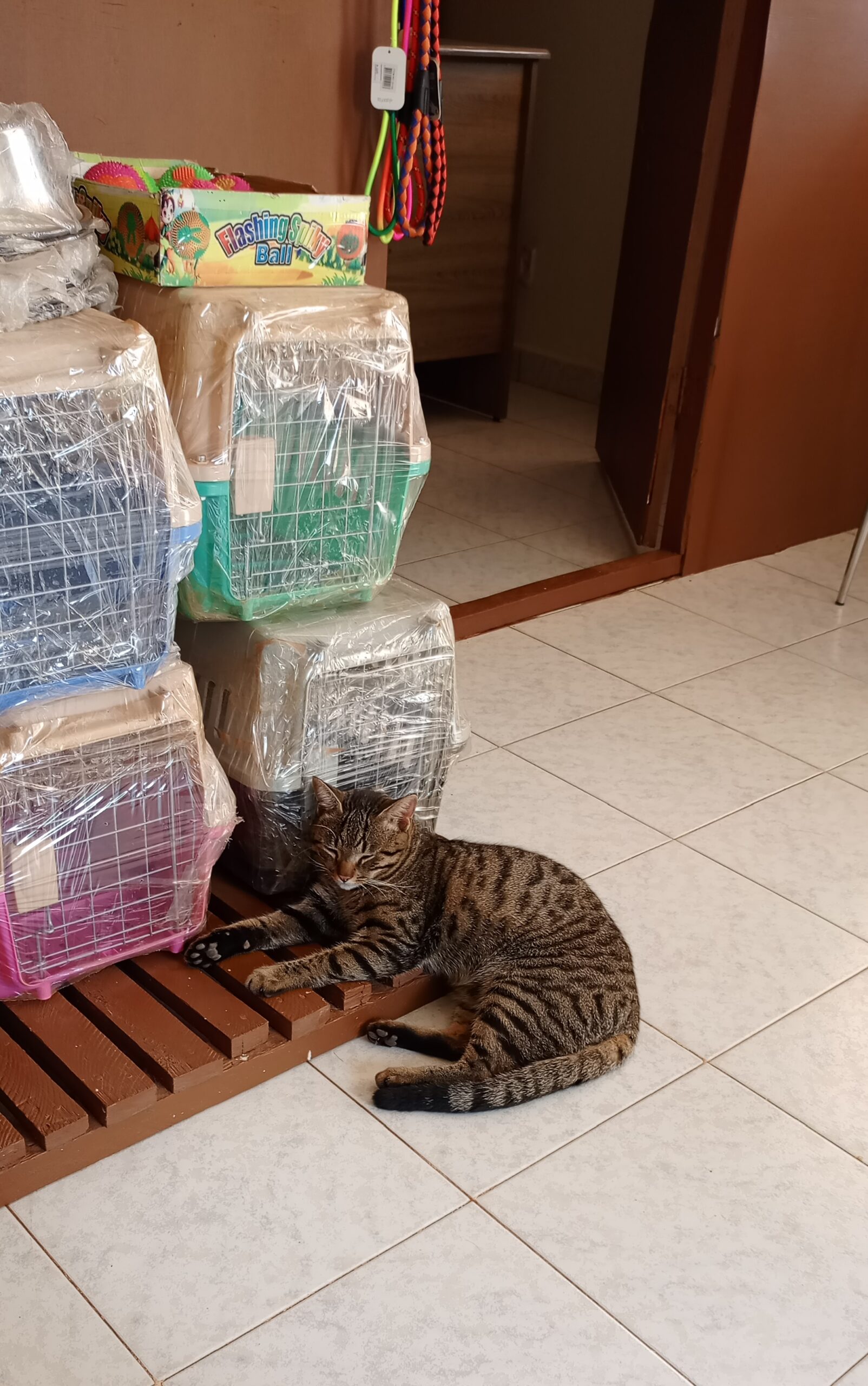 A tabby cat at Superior Animal Clinic getting routine preventive care in Uganda