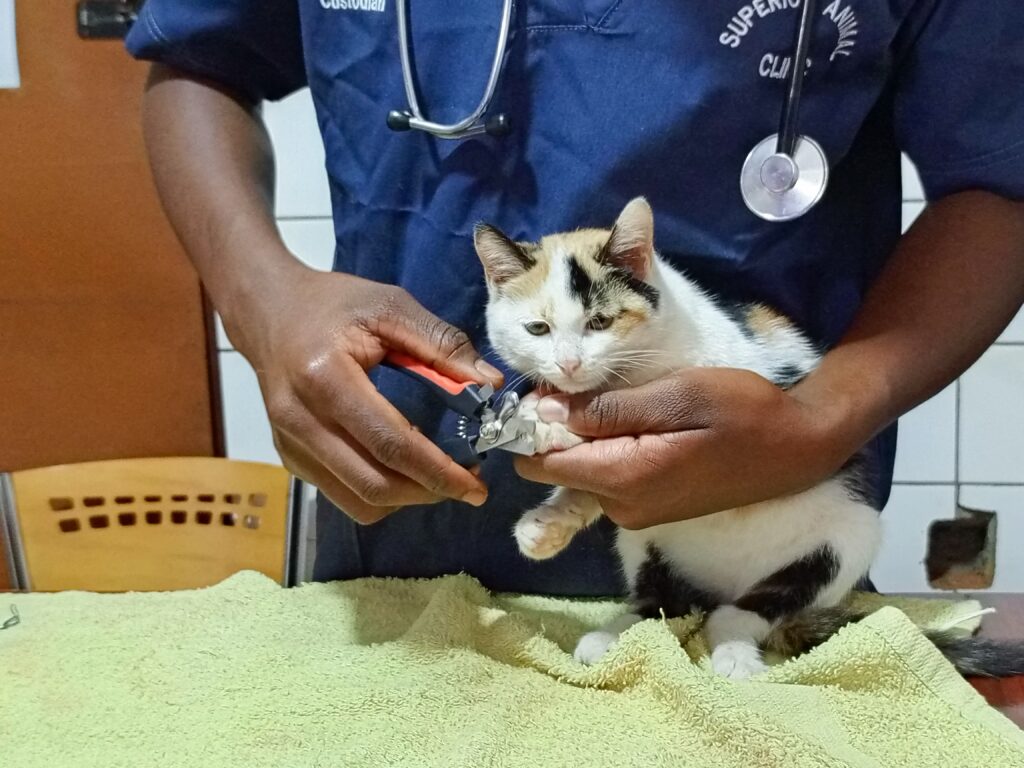 Cat under medical observation in Kampala animal hospital
