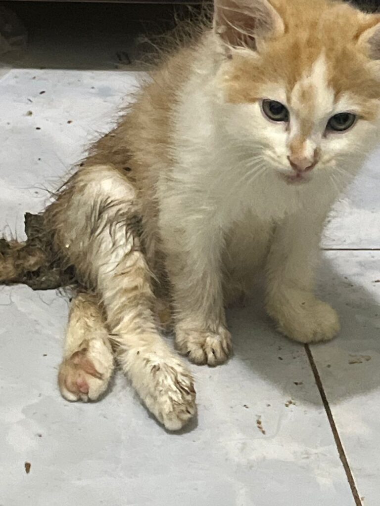 Cat with hind leg paralysis receiving care in Kampala Uganda veterinary clinic