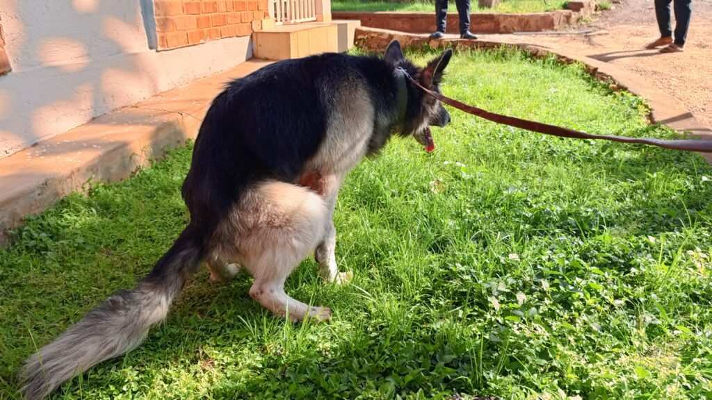 Constipated dog straining to poop in Kampala Uganda veterinary care