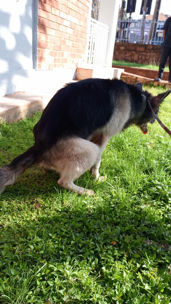 Dog with constipation examined by veterinarian in Kampala Uganda