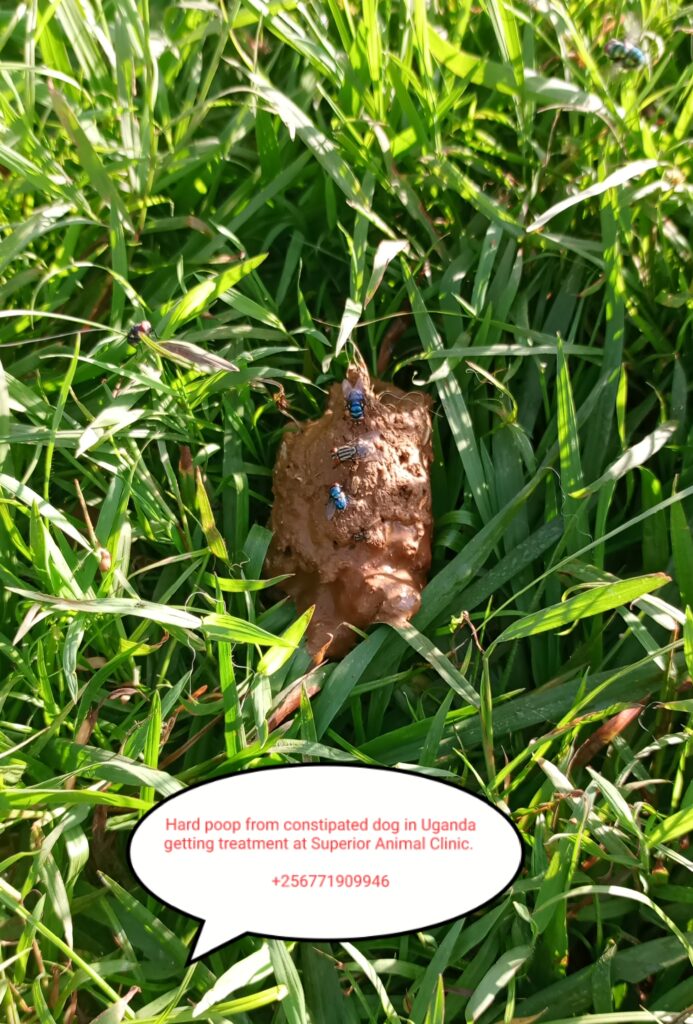 Hard poop from constipated dog in Kampala uganda