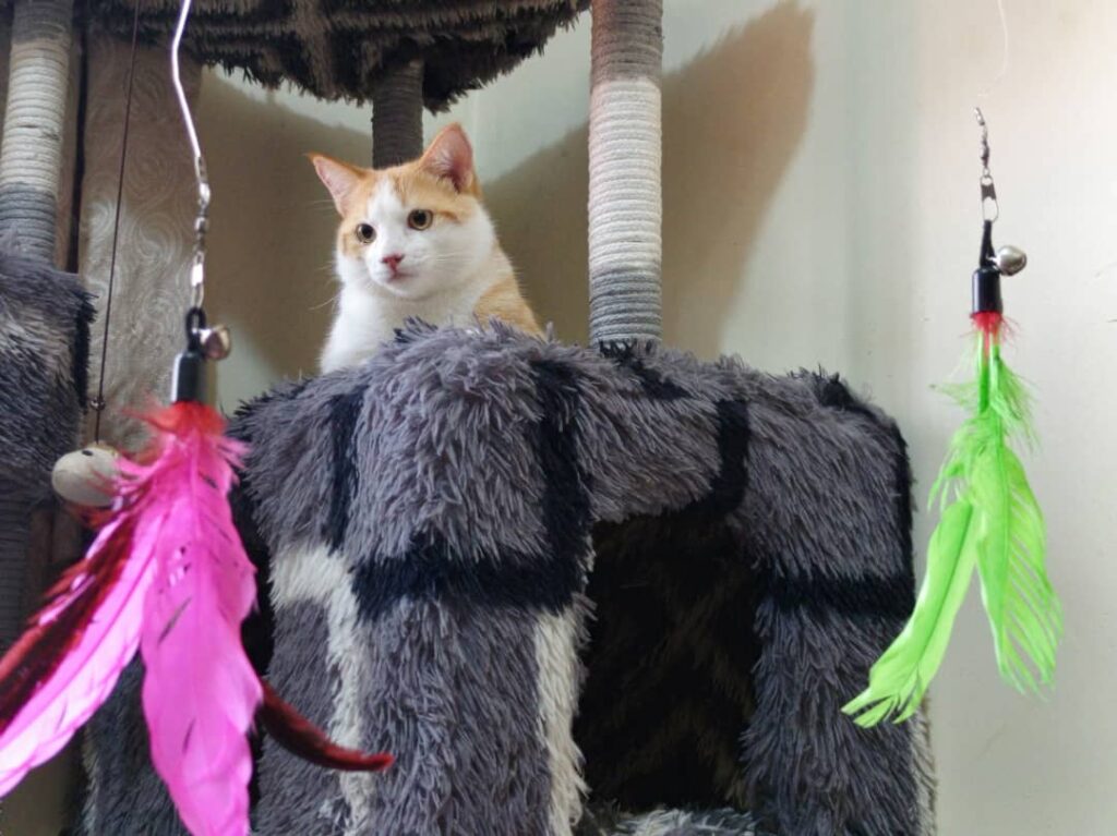 Hospitalized cat recovery care at top veterinary clinic in Kampala, Uganda