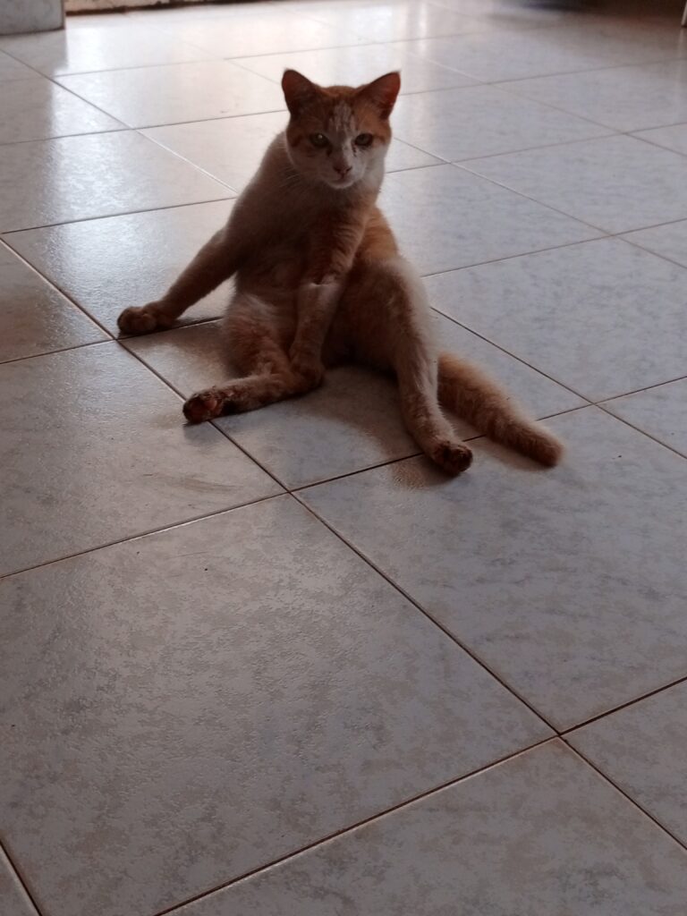 Male cat treated for urinary blockage at Superior Animal Clinic