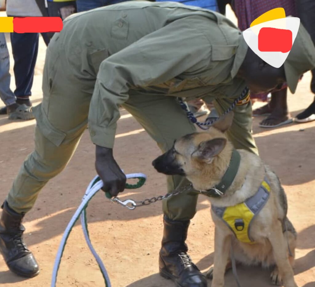 Strong and loyal guard dogs commonly kept in Uganda