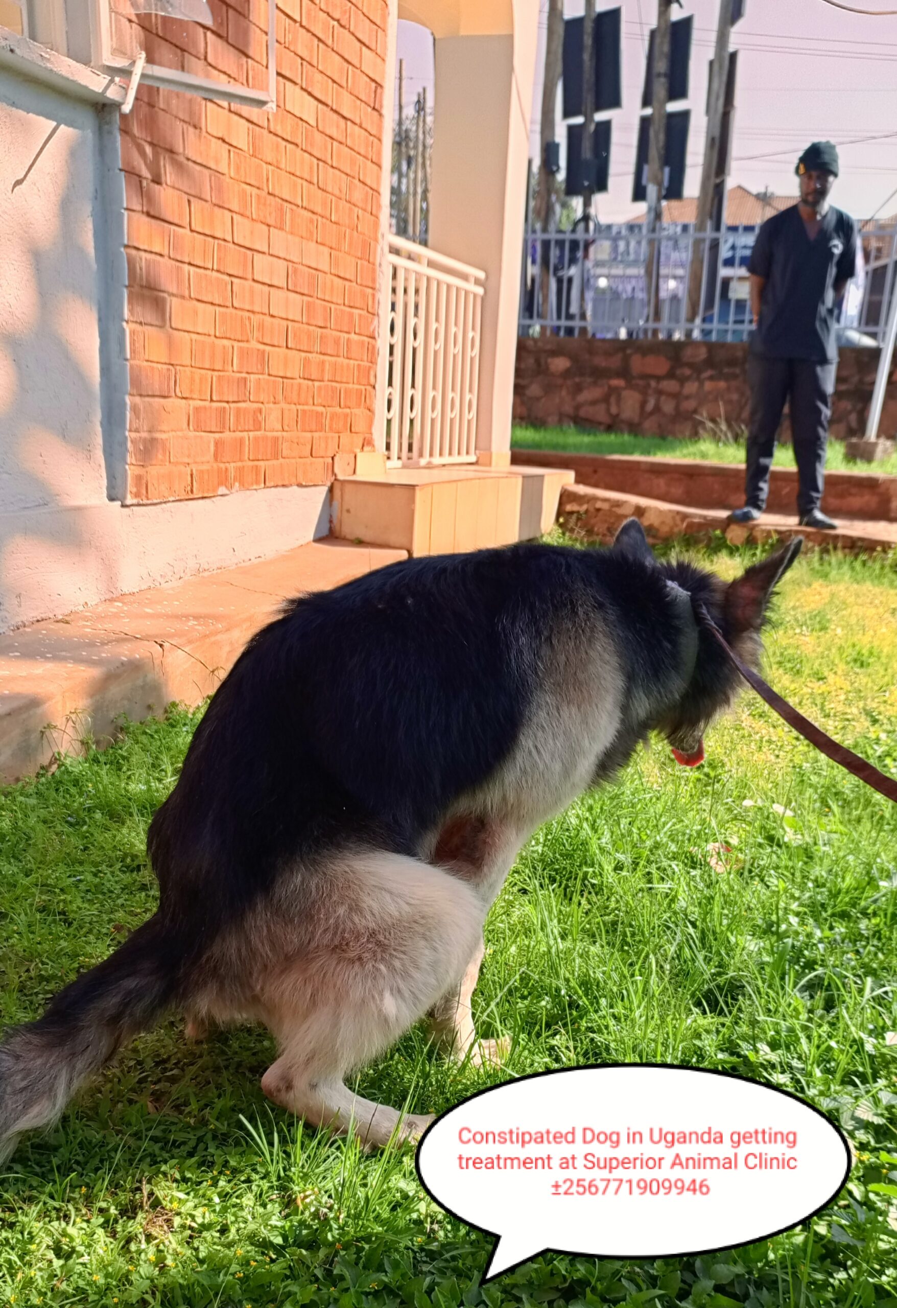 Superior Animal Clinic Makindye Kampala dog constipation treatment