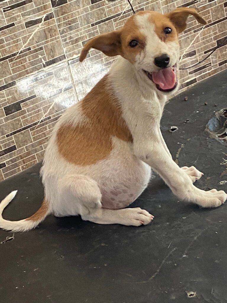 Swollen abdomen in constipated dog Kampala veterinary hospital