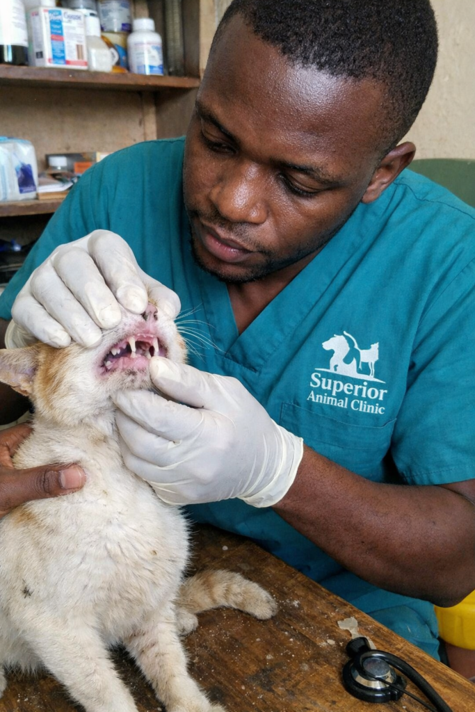 Illustration of Feline Anemia Treatment And Management Options