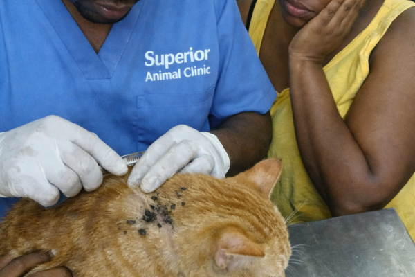 Veterinarian at Superior Animal Clinic in Kampala examining a cat with ticks and fleas while worried owner watches