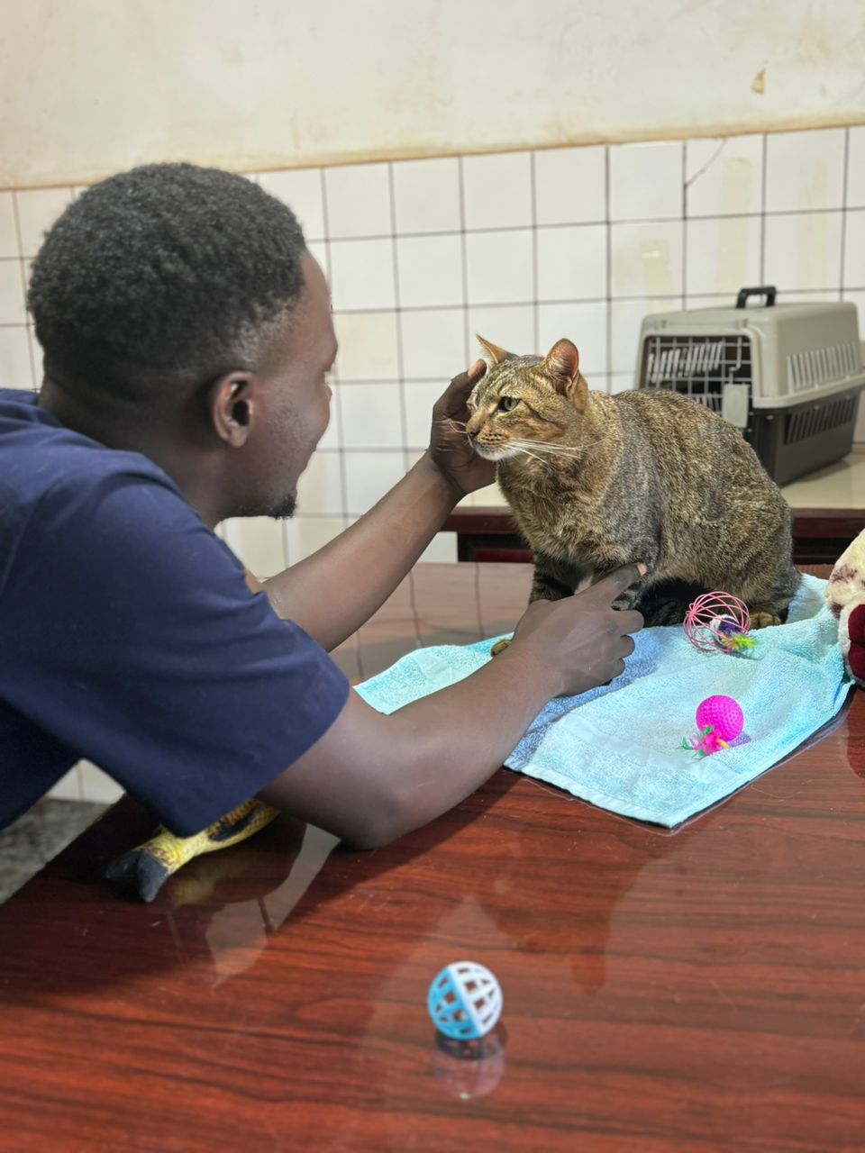 Veterinarian monitoring a sick cat at Superior Animal Clinic Makindye, Kampala