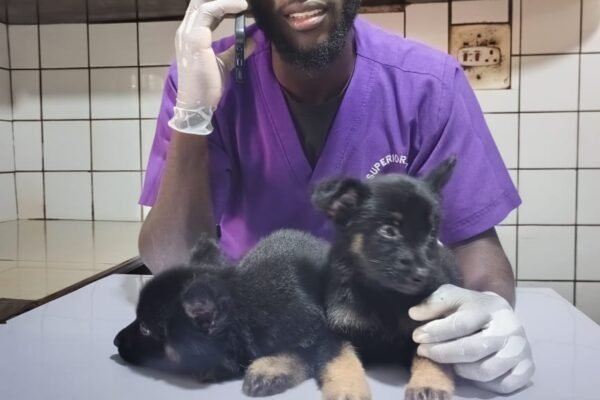Vet examining a dog