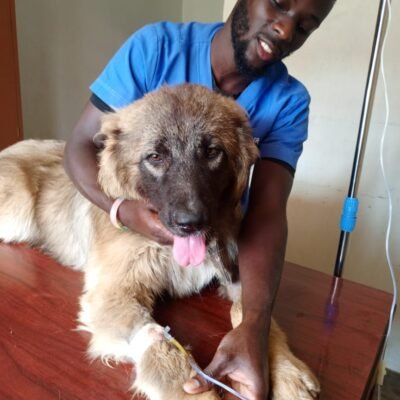 Dr. J. S Edward mobile veterinarian in Uganda
