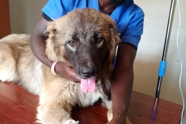 Dr. J. S Edward mobile veterinarian in Uganda