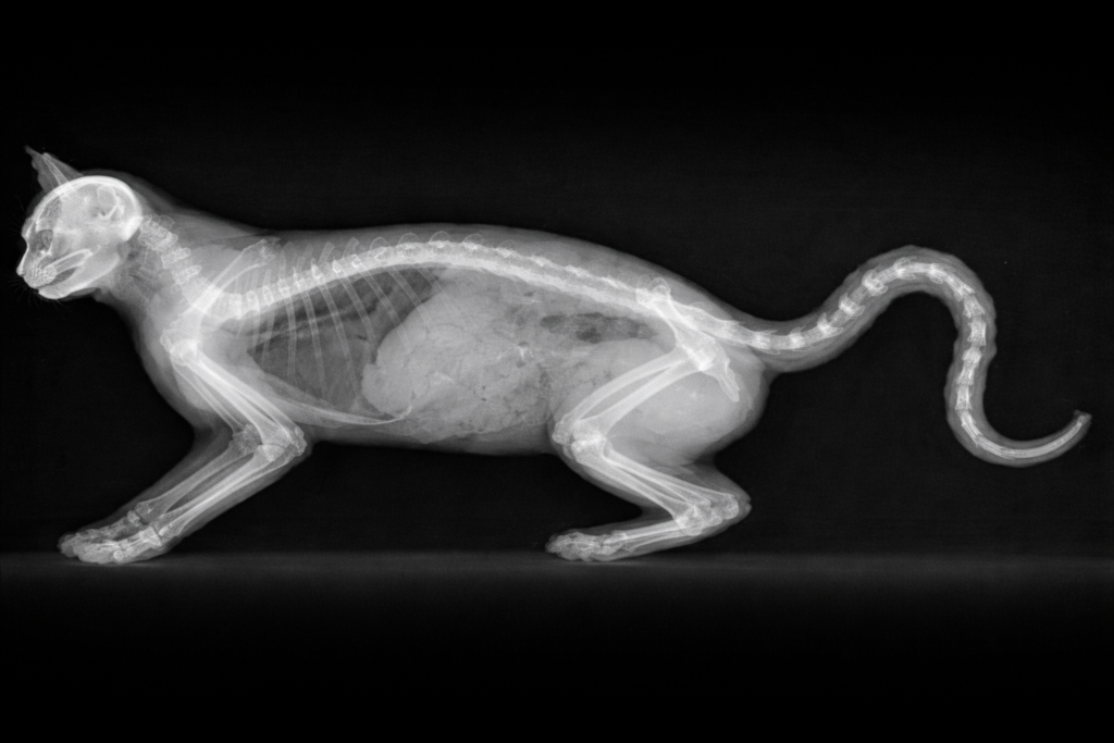 X-ray of cat with sharply bent tail showing fracture at Superior Animal Clinic in Uganda