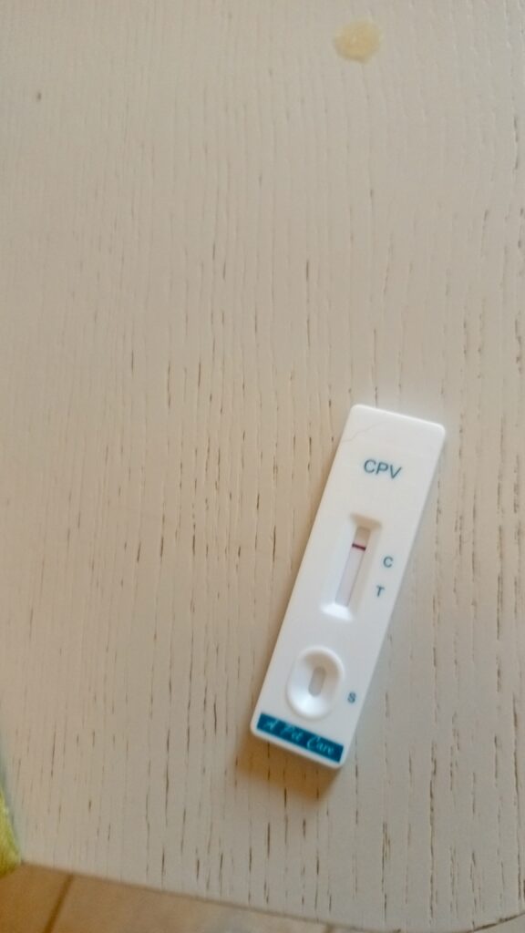 A parvo test for a puppy in Kampala by a vet at Superior Animal Clinic