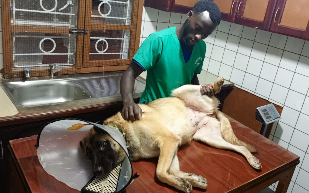 A vet examining a dog with red spots on the belly at Superior Animal Clinic in Uganda