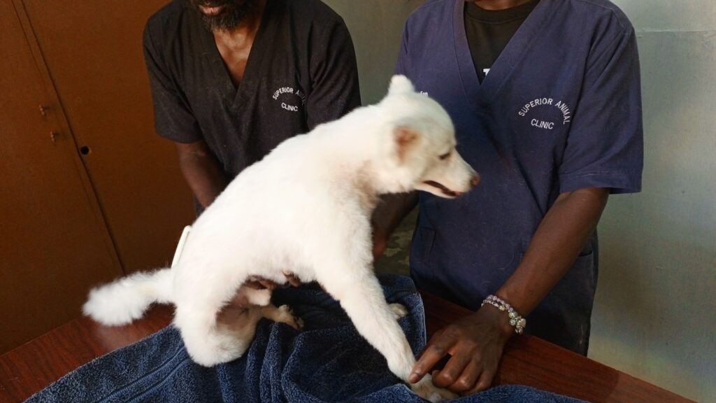 A vet in Uganda examining a dog with tick fever at superior animal clinic