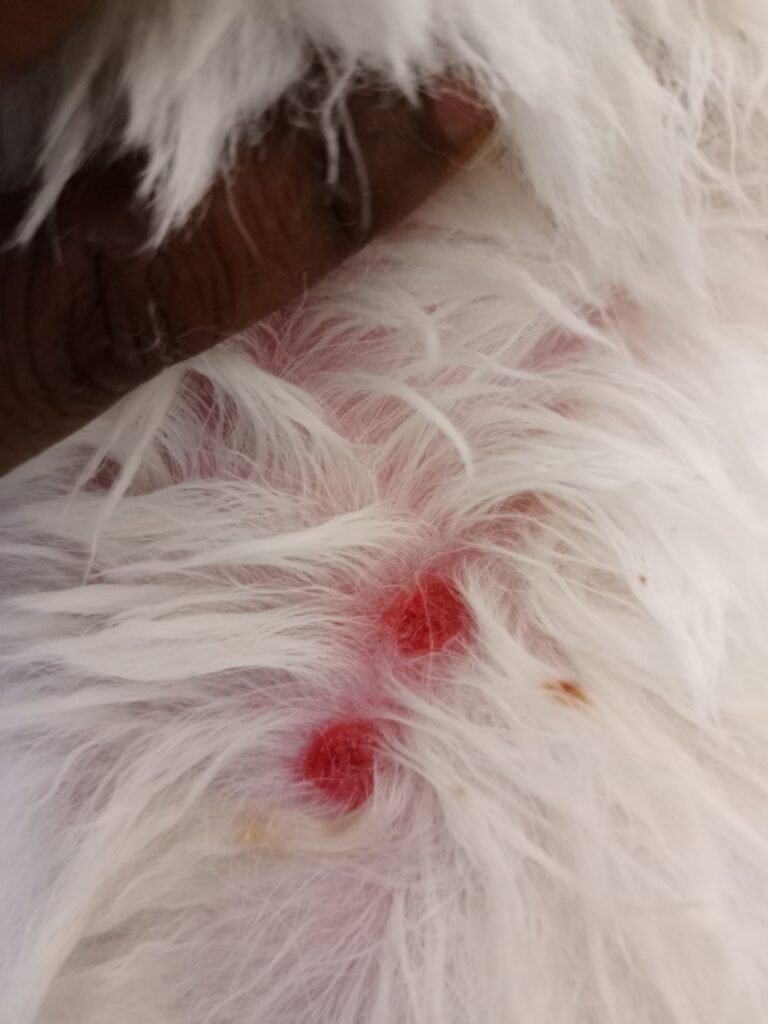 Dog receiving treatment for skin red spots at veterinary clinic in Kampala Superior Animal Clinic
