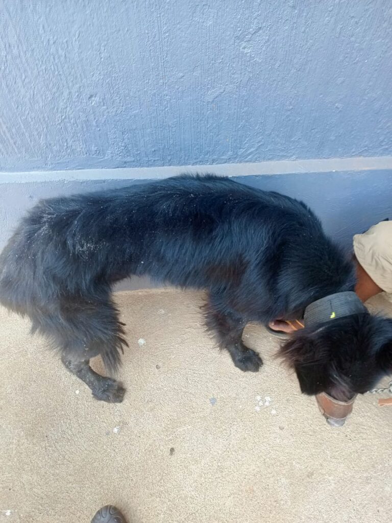 Dog with dandruff and itchy skin caused by fungal infection in Uganda